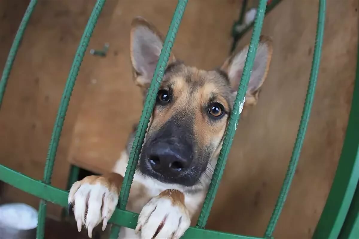 Какие собаки в приюте. Приют для собак. Собачий принт. Собачий приют. Собаки из приюта.