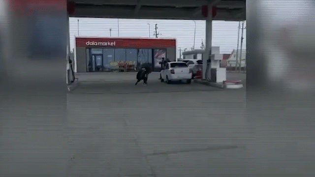 Похищали верблюдов ночью: группу скотокрадов задержали в Атырауской области (ВИДЕО)